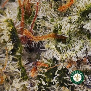 Buy Shiva Skunk wc cannabis weed dispensary & online pot shop Buy Shiva Skunk wc cannabis weed dispensary & online pot shop