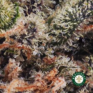 Buy Snoop Dog OG AAAA wc cannabis weed dispensary & online pot shop