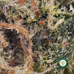 Buy Space Ranger AAAA (Popcorn Nugs) wc cannabis weed dispensary & online pot shop