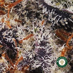 Buy Super Orange Creamsicle AAAA+ wc cannabis weed dispensary & online pot shop
