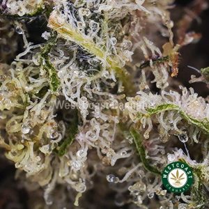 Buy Super Silver Haze AAAA wc cannabis weed dispensary & online pot shop