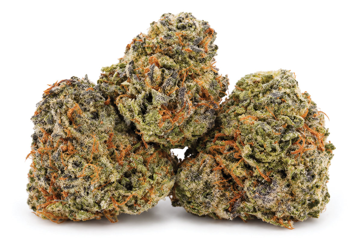 What Does Animal Crackers Cannabis Look Like What Does Animal Crackers Cannabis Look Like