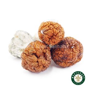 Y414A1 AVALANCHE SHROOMS WCCANNABIS