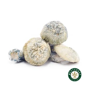 Y414A1 JACKFROST SHROOMS WCCANNABIS