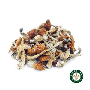 Y414A2 DADDYLONGLEGS SHROOMS WCCANNABIS