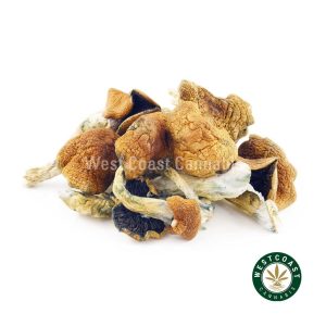 Y414A2 GCTRASHER SHROOMS WCCANNABIS