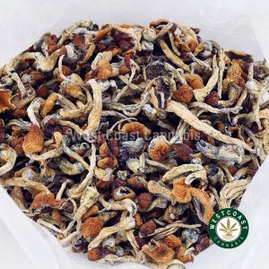 Y414A3 DADDYLONGLEGS SHROOMS WCCANNABIS