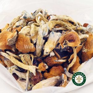 Y414A3 GCTRASHER SHROOMS WCCANNABIS