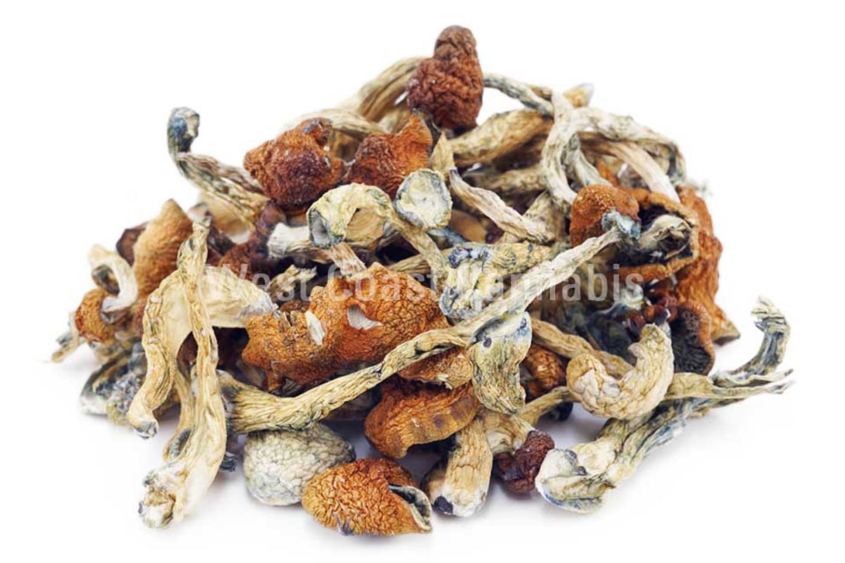 Appearance and Characteristics of Daddy Long Legs Shrooms Appearance and Characteristics of Daddy Long Legs Shrooms