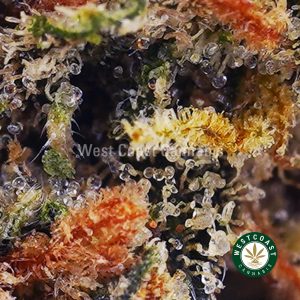 Buy Bubba Kush AAA wc cannabis weed dispensary & online pot shop
