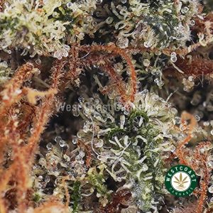 Buy Citrique AAA wc cannabis weed dispensary & online pot shop