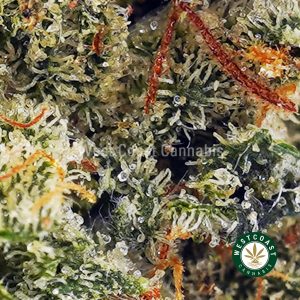 Buy Death Star AA wc cannabis weed dispensary & online pot shop