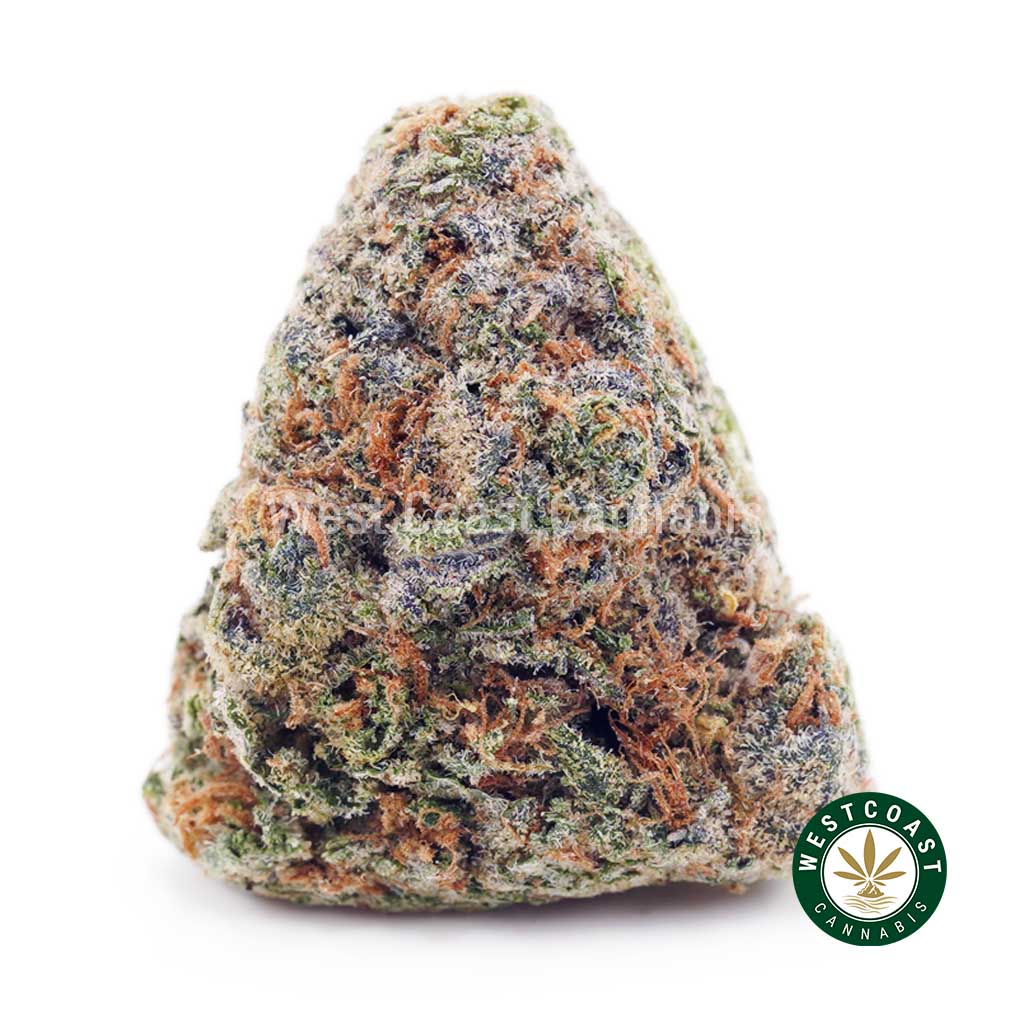 Buy Dutch Treat AAA wc cannabis weed dispensary & online pot shop Buy Dutch Treat AAA wc cannabis weed dispensary & online pot shop