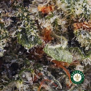 Buy Fruitti Tutti AAA wc cannabis weed dispensary & online pot shop