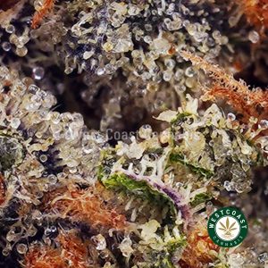Buy Grape Gushers AAA wc cannabis weed dispensary & online pot shop