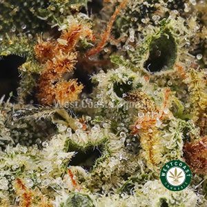 Buy Hawaiian Snow AA wc cannabis weed dispensary & online pot shop