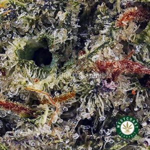 Buy Island Kush AA wc cannabis weed dispensary & online pot shop