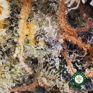 Buy Juicy Fruit AAA wc cannabis weed dispensary & online pot shop