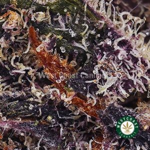 Buy Khalifa Cookies AAA wc cannabis weed dispensary & online pot shop
