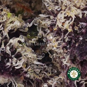 Buy Maui Jack AAAA (Popcorn Nugs)wc cannabis weed dispensary & online pot shop