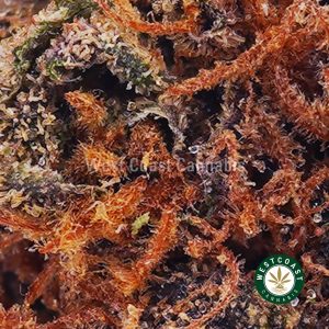 Orange Cookies AAA 1