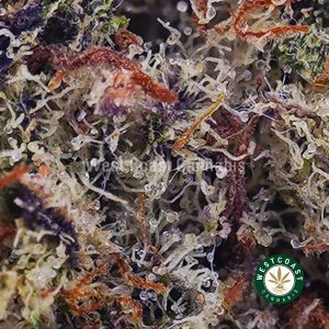 Buy Pine Tar AAA wc cannabis weed dispensary & online pot shop