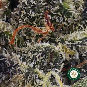 Buy Pineapple Crack AAAA (Popcorn Nugs) wc cannabis weed dispensary & online pot shop