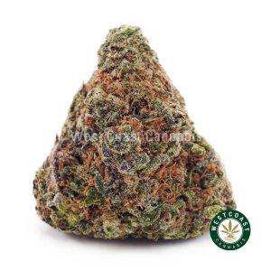 Buy Pumpkin Spice AA wc cannabis weed dispensary & online pot shop