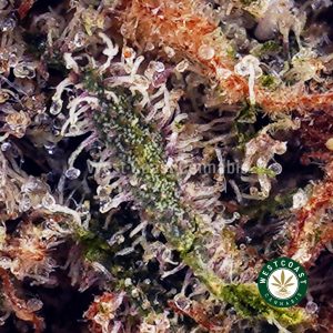 Buy Pumpkin Spice AA wc cannabis weed dispensary & online pot shop