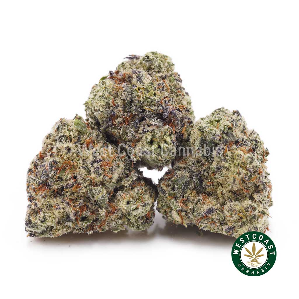 Buy Stargazer AAAA (Popcorn Nugs) wc cannabis weed dispensary & online pot shop Buy Stargazer AAAA (Popcorn Nugs) wc cannabis weed dispensary & online pot shop