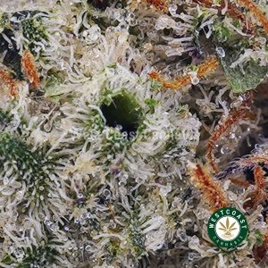 Buy Sunset Sherbet AAAA (Popcorn Nugs) wc cannabis weed dispensary & online pot shop