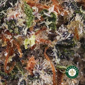 Buy Supreme Blueberry AAAA+ wc cannabis weed dispensary & online pot shop