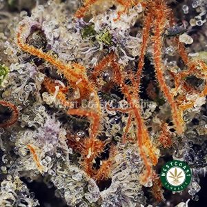 Buy Supreme Gas Mask AAAA+ wc cannabis weed dispensary & online pot shop