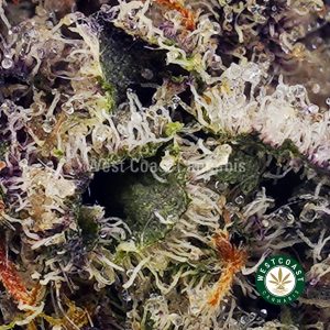 Buy Supreme Octane AAAA+ wc cannabis weed dispensary & online pot shop