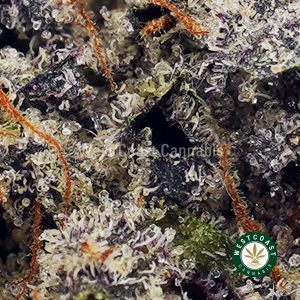 Buy Tom Ford Pink Kush AAAA+ wc cannabis weed dispensary & online pot shop Buy Tom Ford Pink Kush AAAA+ wc cannabis weed dispensary & online pot shop