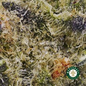Buy Tropicana Cookies AAAA (Popcorn Nugs) wc cannabis weed dispensary & online pot shop